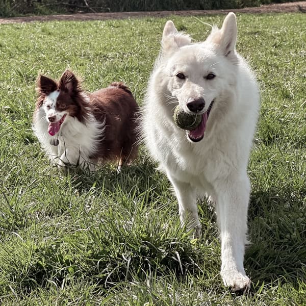 Pan and Lyka